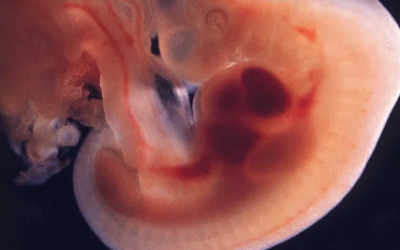 Editorial de Rivarol